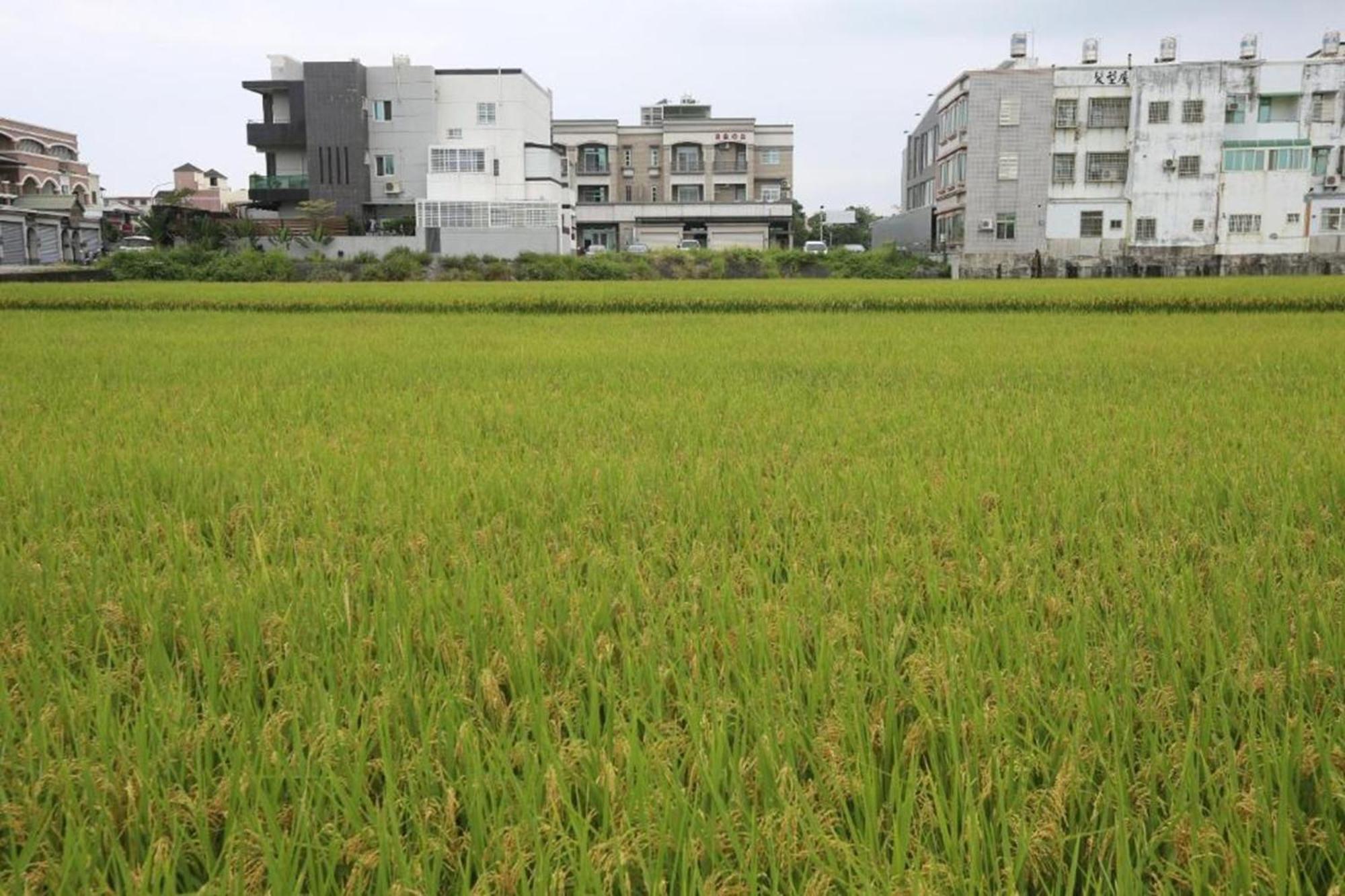 自由之丘民宿 L 寵物友善 Taitung Exterior photo